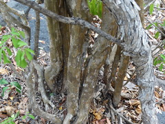 Malpighia emarginata
