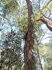 Guarianthe aurantiaca