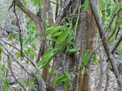 Malpighia emarginata