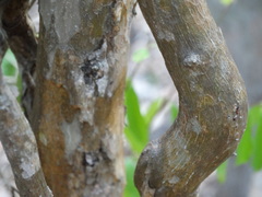 Malpighia emarginata