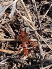 Spilichneumon