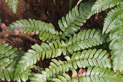 Dryopteris erythrosora