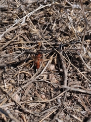 Spilichneumon