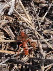 Spilichneumon