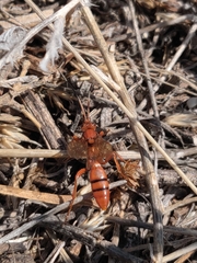 Spilichneumon