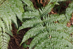 Dryopteris medioxima
