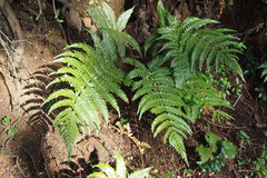 Dryopteris erythrosora