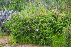 Rosa minutifolia