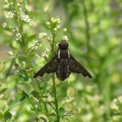 Hemipenthes seminiger