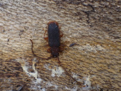 Uleiota dubia