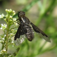 Hemipenthes seminiger