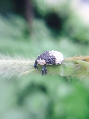 Sternuchopsis trifida