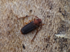 Uleiota dubia