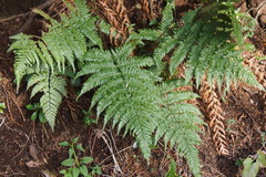 Dryopteris medioxima
