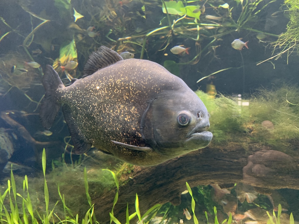 Black-Tailed Piranha