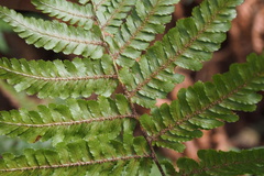 Dryopteris medioxima