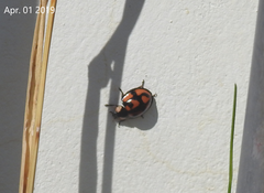 Aiolocaria hexaspilota