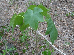 Jatropha curcas