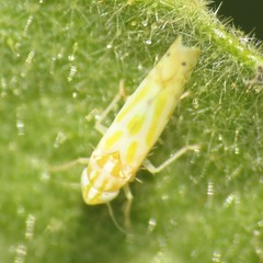 Alconeura