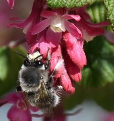 Anthophora pacifica