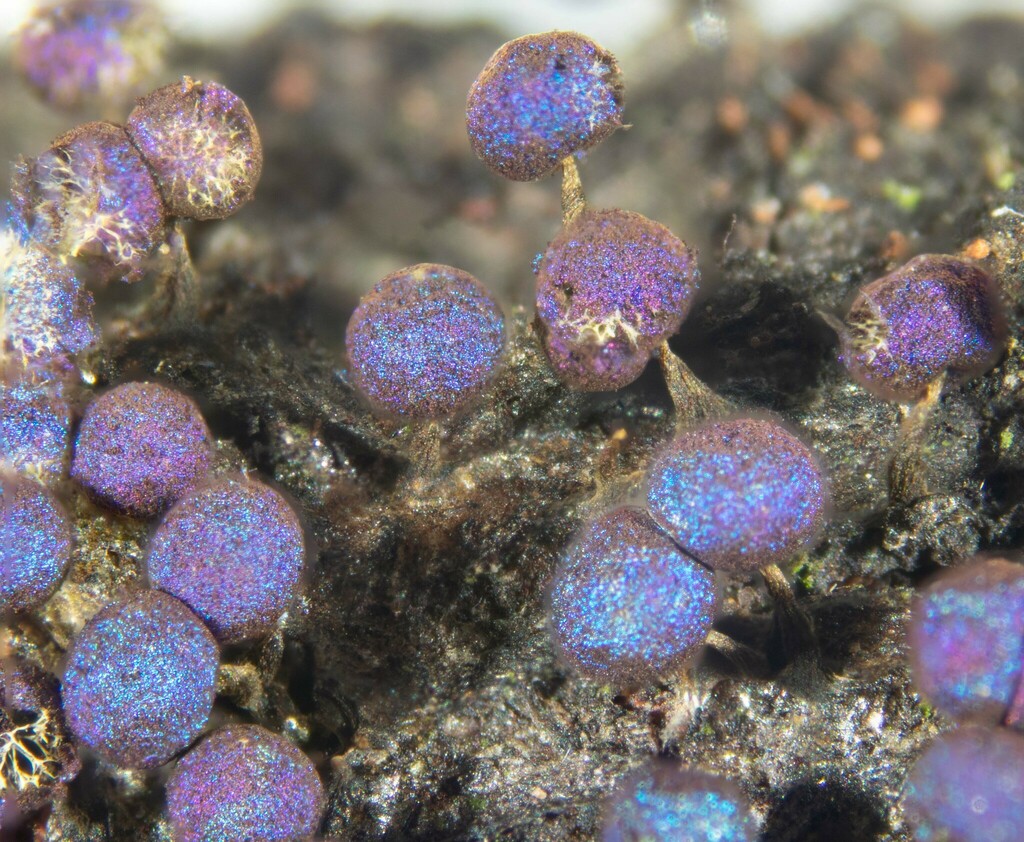 Physarum flavicomum