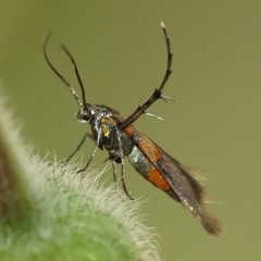 Aetole unipunctella