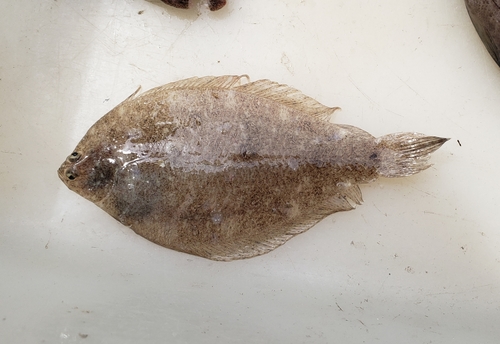 Etropus crossotus