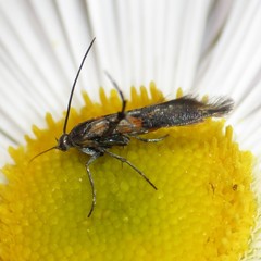 Aetole unipunctella
