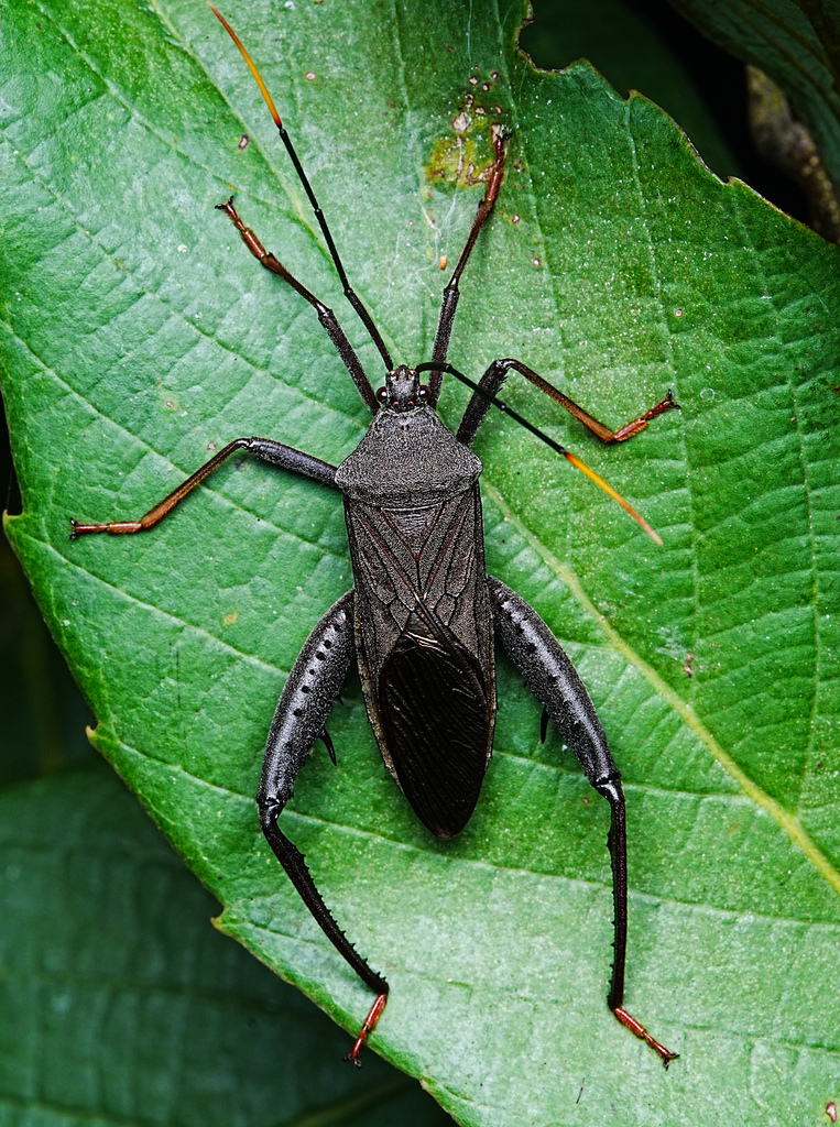 Notobitus excellens
