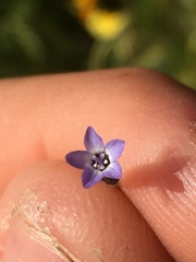 Allophyllum gilioides violaceum