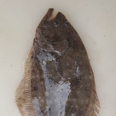 Paralichthys lethostigma