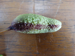 Cynophalla verrucosa