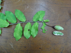 Cynophalla verrucosa