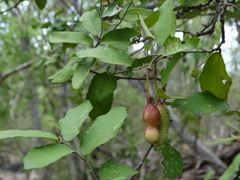 Cynophalla verrucosa
