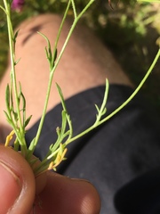 Allophyllum gilioides violaceum