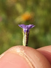 Allophyllum gilioides violaceum