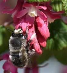 Anthophora pacifica