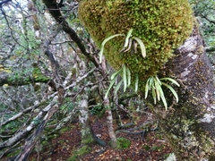 Notogrammitis angustifolia nothofageti