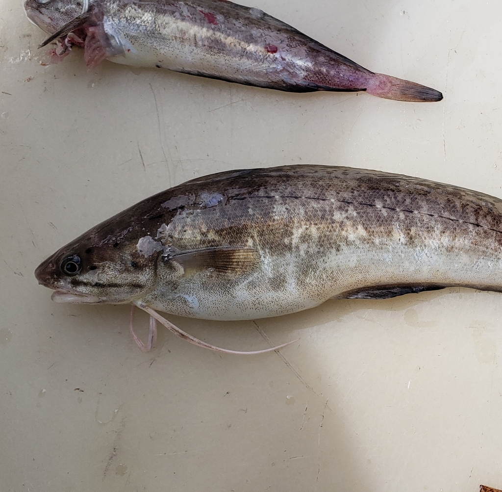 Southern Codling