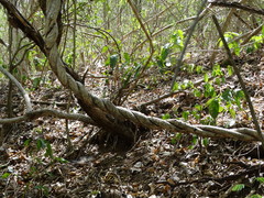 Combretum fruticosum