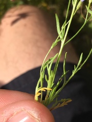 Allophyllum gilioides violaceum