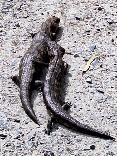 Blotched Bluetongue, photo 8 of 9