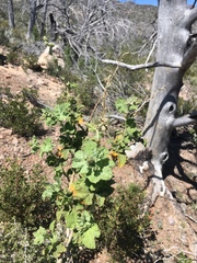 Malacothamnus orbiculatus