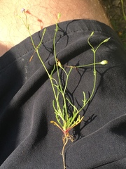 Allophyllum gilioides violaceum