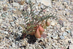 Astragalus allochrous
