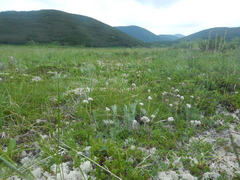 Antennaria friesiana
