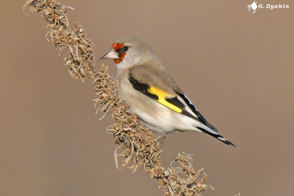 Gray-crowned Goldfinch photo