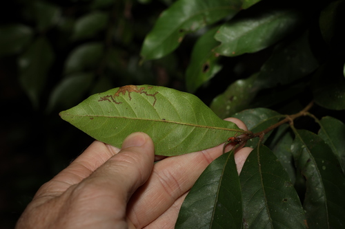 Image of Niemeyera chartacea by (c) Greg Tasney, some rights reserved (CC BY-SA)