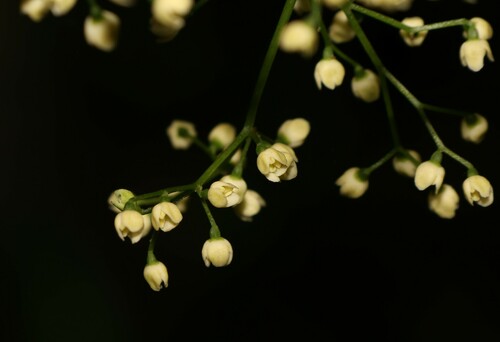Sambucus australasica (Sambucus australasica)