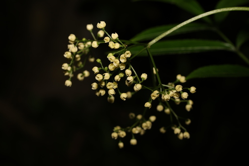 Image of Sambucus australasica by (c) Greg Tasney, some rights reserved (CC BY-SA)